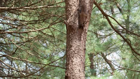 Cute-Eurasian-Gray-Squirrel-hangs-upside-down-on-an-old-Pine-tree-trunk-in-Korea,-Sciurus-vulgaris-in-spruce-forest