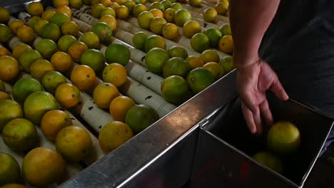 hand-picking-and-selecting-the-best-oranges-from-the-conveyor-belt