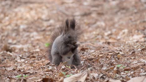 Eurasisches-Graues-Eichhörnchen,-Das-Pinienkerne-Auf-Dem-Boden-Isst