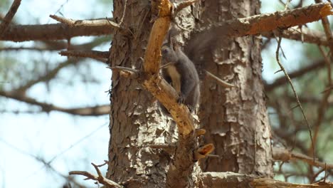 White-bellied-Eurasian-Gray-Squirrel-on-a-rotten-pine-tree-branch
