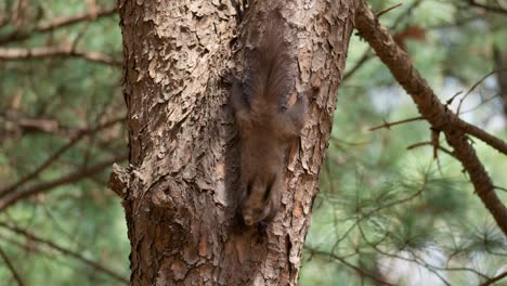 Curious-Red-squirrel,-Sciurus-vulgaris-climbing-upside-down-on-an-old-Pine-tree-trunk-in-Korea