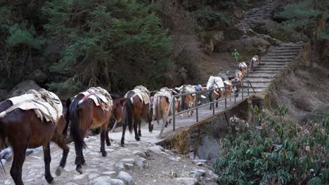 Una-Cadena-De-Caballos-De-Carga-En-El-Camino-Hacia-El-Campamento-Base-Del-Everest-En-Nepal