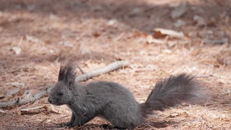 Neugieriges-Eurasisches-Graues-Eichhörnchen,-Das-Auf-Dem-Boden-Im-Herbstfichtenwald-In-Südkorea-Steht