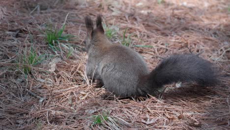 Graues-Eichhörnchen,-Das-Im-Frühlingswald-Von-Seoul-Nach-Nüssen-In-Gefallenen-Kiefernnadeln-Auf-Dem-Boden-Sucht
