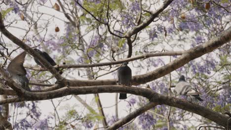 Four-Pigeons-Resting-On-Tree-Branches-On-A-Sunny-And-Windy-Day-In-Antigua,-Guatemala