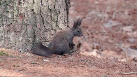 Eurasian-Grey-Squirrel-sitting-up-next-to-pine-trunck-with-paws-together