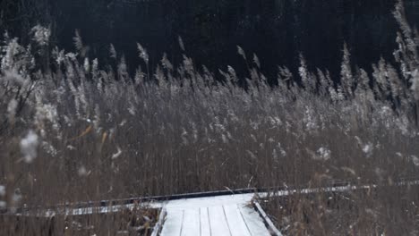 Duckboard-through-field-of-reeds-–-hiking-or-pilgrimage-path-along-lake