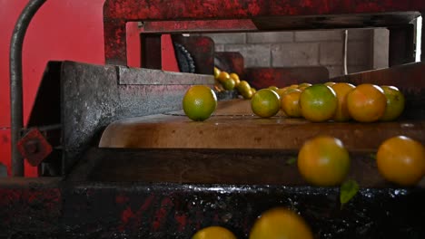 oranges-continue-their-process-in-the-packing-house