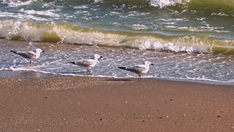 Flock-of-gulls-at-the-empty-beach