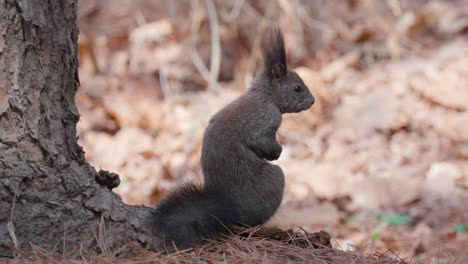 Eurasian-Gray-Squirrel-sitting-up-next-to-pine-trunck-with-paws-together