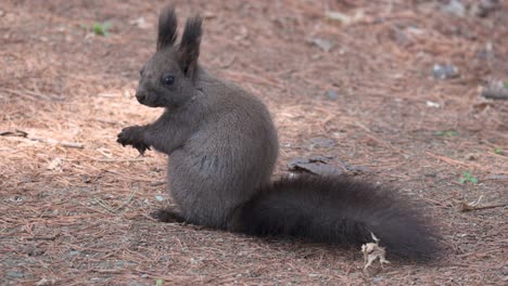 Eichhörnchen,-Das-Pinienkerne-Auf-Dem-Boden-Isst---Rückansicht-In-Zeitlupe
