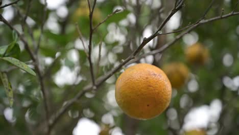 Hermosa-Naranja-Antes-De-Ser-Cortada-Del-árbol-Con-Un-Bonito-Fondo