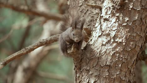 Eurasisches-Graues-Eichhörnchen,-Das-Sich-Auf-Einer-Kiefer-Unter-Sonnenlicht-Entspannt