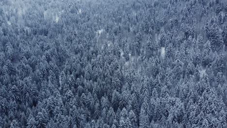 Aerial-winter-mountain-landscape-with-trees-covered-in-snow-dense-forest-in-Vosges-France-4K