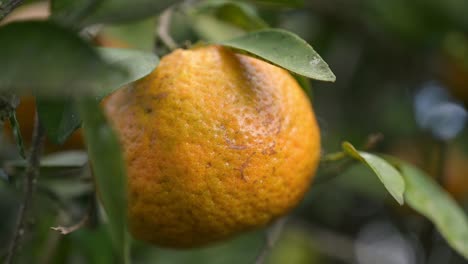 Schöne-Zerknitterte-Orange,-Bevor-Sie-Vom-Baum-Geschnitten-Wird