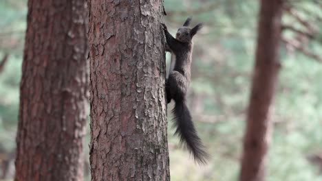 White-bellied-Eurasian-Gray-Squirrel-climbs-on-pine-tree-trunk---copy-space