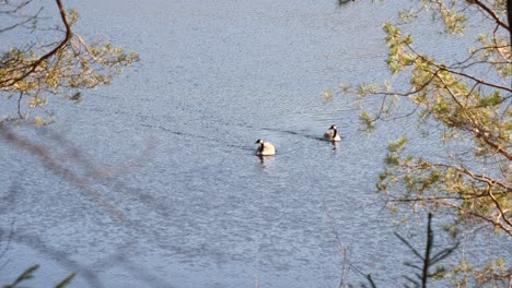 Two-Canadian-geese-in-water-isolated-by-trees-at-a-distance-from-above-zoomed---Canada-goose-swimming-and-moving-in-calm-water---Canada-goose-in-park-framed-by-opening-in-forest-nature-wide
