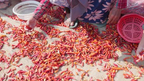 Close-up-shot-of-child-girl-selecting-red-chilies-at-Giang-province,-Vietnam