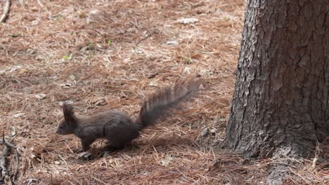 Grey-Squirrel-near-the-tree-trunk-on-the-ground