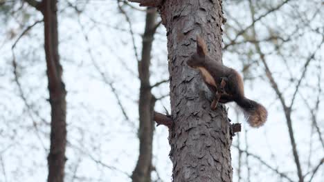 Eurasian-Gray-Squirrel-Jumps-up-on-a-pine-tree-trunk-from-the-branch---slow-motion-on-sunset