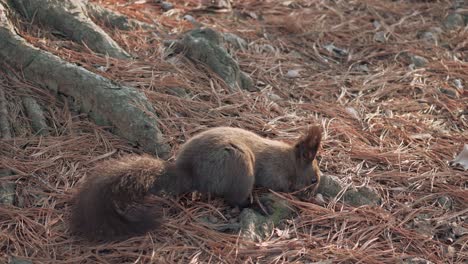 Eurasian-Gray-Squirrel-on-the-ground-in-spruce-forest-in-search-on-food-at-sunset