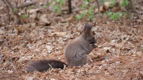 Ein-Graues-Eichhörnchen-Sitzt-Auf-Dem-Boden-Und-Isst-Eine-Nuss-In-Einer-Herbstszene---Seitenansicht