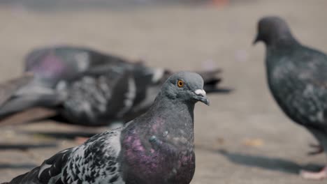 Common-Pigeons-Walking,-Feeding-And-Flying-On-A-Sunny-Day-In-Antigua,-Guatemala--Selective-Focus