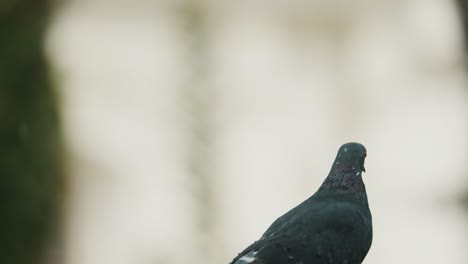 Black-Pigeon-Flying-Away-Isolated-Against-Blurry-Background