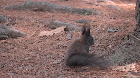 Eurasian-Gray-Squirrel-sniffs-ground-covered-with-pine-needles-in-search-on-nuts