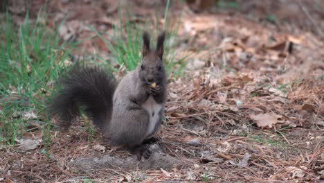 Süßes-Graues-Eichhörnchen,-Das-Pinienkerne-Isst,-Die-Mit-Abgefallenen-Blättern-Auf-Dem-Rasen-Sitzen