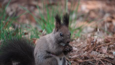 Face-of-Eurasian-Gray-Squirrel-chewing-and-biting-nut-in-spruce-forest-at-sunset