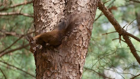 Eurasian-Gray-Squirrel-Sciurus-vulgaris-climbing-on-an-old-Pine-tree-trunk-in-Korea