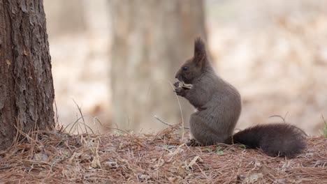 Ein-Graues-Eichhörnchen-Sitzt-Am-Fuß-Eines-Baums-Und-Isst-Eine-Nuss-In-Einer-Herbstszene-Im-Yanjae-wald,-Südkorea