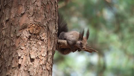 Schönes-Eurasisches-Eichhörnchen,-Das-Auf-Einem-Faulen-Astknoten-Der-Kiefer-Ruht-Und-Sich-Umschaut