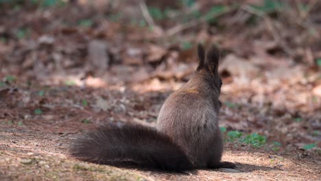 Eurasian-Gray-Squirrel-eating-pine-nut-sitting-on-the-lawn-with-fallen-leaves---back-view