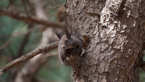 Eurasian-Gray-Squirrel-resting-on-a-pine-tree-and-jumps-up-on-the-trunk---close-up