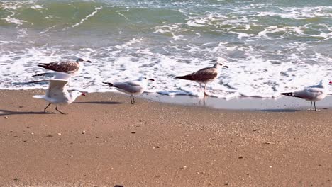 Flock-of-Audouin’s-Gulls-at-the-beach,-flying-away-while-one-of-them-remains-on-the-ground