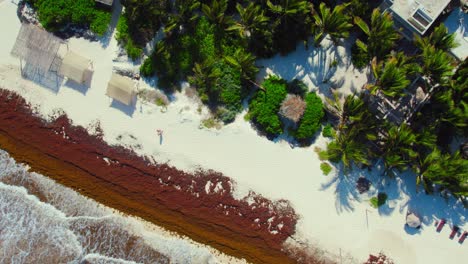 Drone-Footage-Of-White-Sandy-Beach-In-Tulum-Mexico-Off-Of-Luxury-Resort-With-Lush-Green-Palm-Trees