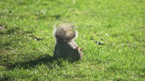 Graues-Eichhörnchen,-Das-Auf-Nussnahrung-Sucht-Und-Sich-Ernährt,-Im-Frühling-Sonniger-Tag