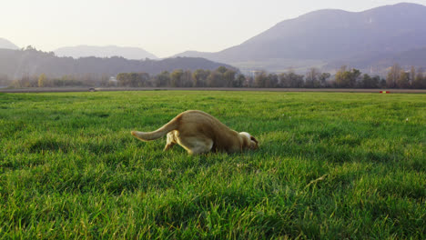 Funny-Dog-Scratching,-Digging-The-Ground-With-Its-Paws-And-Head-In-A-Grassfield-In-Liptov,-Slovakia