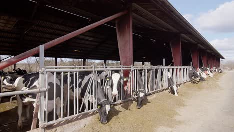 Fütterungsprozess-Für-Kühe-Auf-Einem-Modernen-Bauernhof