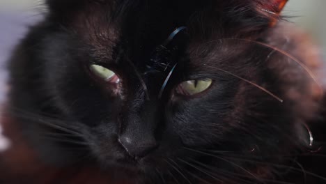 Close-up-of-black-cat's-face-in-slow-motion