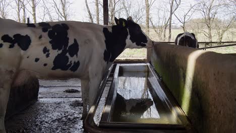 Eine-Kuh-Auf-Einem-Bauernhof-In-Einem-Stall
