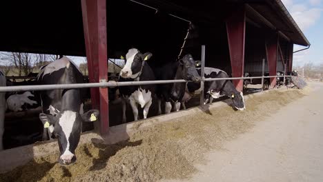 Moderne-Bauernscheune-Mit-Melkkühen,-Die-Heukühe-Im-Kuhstall-Fressen,-Kälberfütterung-Auf-Dem-Bauernhof,-Landwirtschaftsindustrie