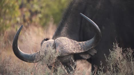 Nahaufnahme-Eines-Afrikanischen-Büffelbullen-Mit-Großen-Hörnern,-Der-In-Der-Savanne-Weidet