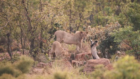 Two-lionesses-prowling-in-rocks-in-african-savannah-woodland
