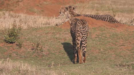 Cheetah-walking-towards-two-other-cheetahs-lying-in-african-savannah