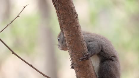 Eurasian-Squirrel-hanging-on-a-tree-branch---close-up