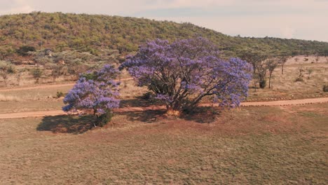 Jacaranda-tree-with-purple-blossoms-in-african-savannah,-drone-shot
