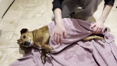 old-dog-being-washed-by-her-female-owner-after-getting-muddy-on-a-walk-through-the-countryside